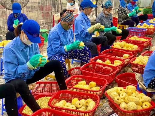 Công ty nông sản thanh hóa (phú gia group) tuyển công nhân
